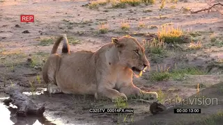 African Lioness Territorial Display and lays down next to the waterhole MS GOOD LIGHT