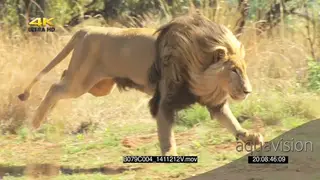 Male african lion running chase hunting across frame SLOWMO