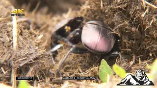 Dung beetles feeding in dung, creating dung balls MCU PAN FOCUS PULL