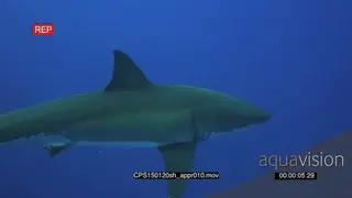 Large Great White Shark approaching, swim past in deep blue ocean UW LS HAND