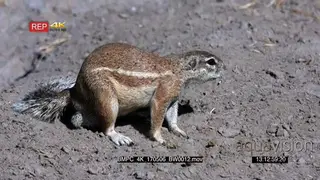 Male cape ground squirrel running around just out of its den