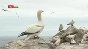 Northern gannet colony nesting on cliff