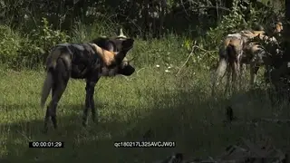 African Wild Dog pack resting with some grooming and Searching For Food GENERAL BEHAVIOUR