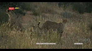 close up shot of two adult cheetahs Acinonyx jubatus on the look out for a kill