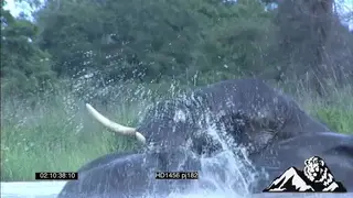 Elephants in water fighting MS