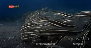 MS to CU of school of striped eel catfish hunting, sucking on the sea sand
