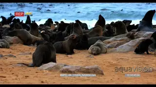 MS of beach covered in cape fur seals with many babies