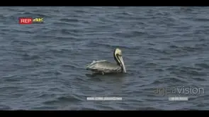 brown pelican floating