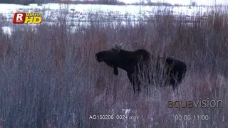 Adult Moose side view, standing in snow, looking around and feeding on grass twigs. Midday.