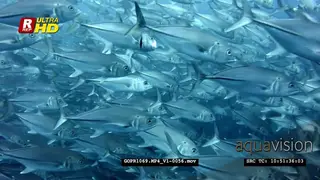 Hundreds of bigeye trevally fish swirl in front of the camera
