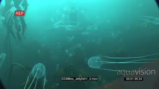 School of Box Jellyfish floating underwater in ocean with camera passing through them…