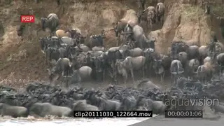 Blue Wildebeest herd migrating running down cliff into river LWS HAND AmCam