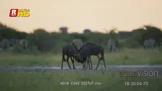 Two Blue Wildebeest herd of young and adult walking, play fighting and looking around.