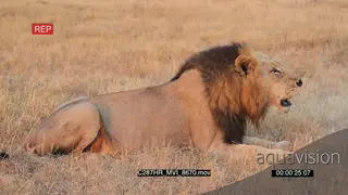 Lion male laying and roaring MCU