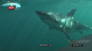 Great white shark swimming underwater in ocean with open jaw missing bait line and.