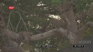Leopard sleeping on tree and the other walking 2S LA LWS