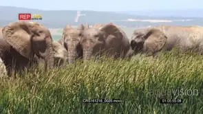 African Elephant Herd grazing GOOD LIGHT