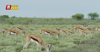 Herd of Springbok walking, looking around and feeding on grass.