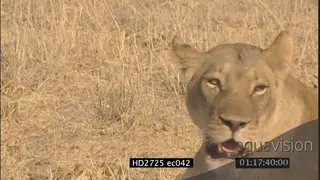 Sole female African lion resting MCU