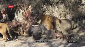 African Lion male feeding on carcass in bushveld then walks off cub and juvenile Lioness.