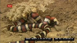 California Mountain kingsnake hunting and catching mouse, CU of face, feeding on mouse