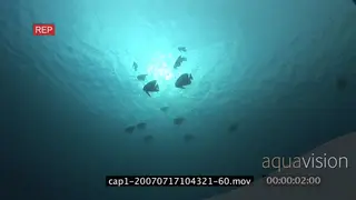 Silhouette school of Longfin Batfish swimming underwater in ocean LA WS HAND
