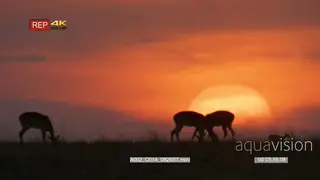 Impala herd grazing and walking at sunset during dusk.