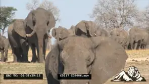 African Elephant Herd Walking grazing and drinking from the waterhole