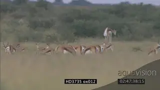 Springbok herd grazing with pronking individual. In pronking.