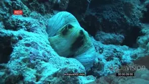 Octopus laying down on coral reef underwater in ocean then getting into hole MLS HAND