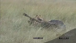 Lioness take down kill Wildebeest AmCam