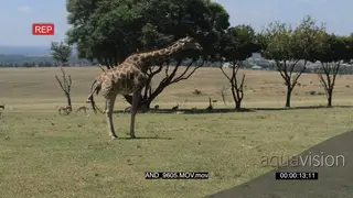 Giraffe giving birth LWS