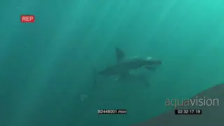 A pair of Great white sharks gently swimming underwater in ocean passing by camera…