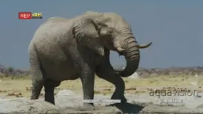 Elephant bull spraying itself with water