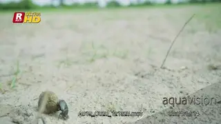 Dung Beetle turning and rolling the dung ball with its hind legs.