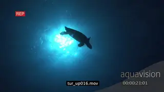 Hawksbill Sea Turtle swimming past camera towards surface silhouetted against surface.