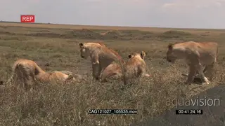 African Lionesses sitting and laying down on bushveld looking around MWS PAN HAND