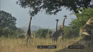 Lion pride with Lioness and young male Lions hunting Giraffe herd WS