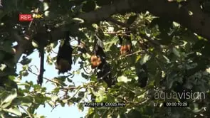Greater indian fruit bats roosting in a tree