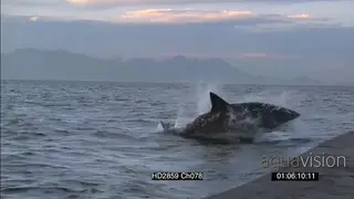 Great White Shark breach water and take seal decoy WS AW