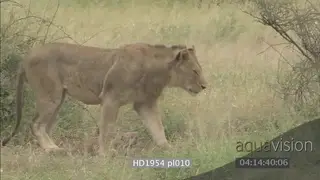Sub-adult African lion laying gets up limps across injured