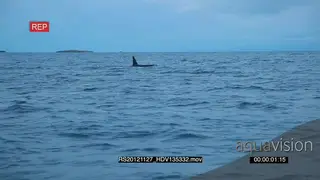 A pod of Killer Orca whales hunting HAND AmCam WS