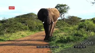African Elephant walking on a road LS GREEN