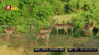 Impala herd, standing, looking towards the camera and one walking out of frame.