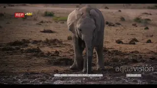 Baby elephant walking on the mud