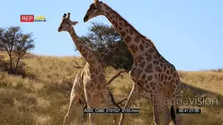 close up shot of two giraffe knocking with their necks and shoving with their hips.