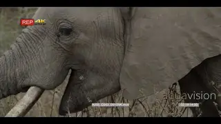 CU of an African Elephant grazing on grass, midday.