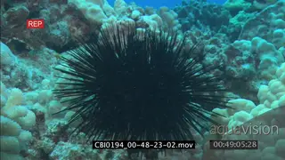 Needle Sea Urchin feeding off Coral reef floor
