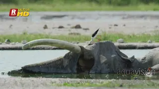 Black-winged Stilt standing and feeding on Elephant carcass.