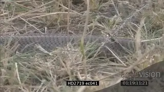 Mozambique Spitting Cobra crawling through grass MCU PAN